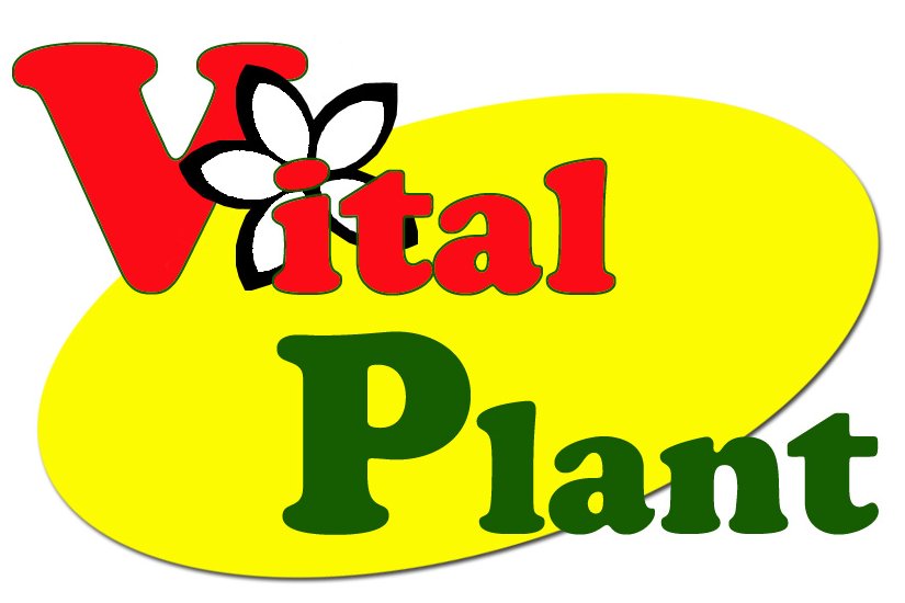 Logotipo con las palabras Vital Plant; Vital es rojo con una flor en blanco y negro como punto en la i, y Plant es verde. El texto está sobre un gran fondo oval amarillo.